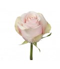 Rose Equat Mother of pearl 50 x 25