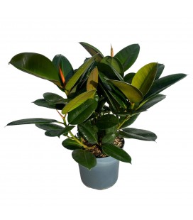 Ficus El Robusta 21 h 60