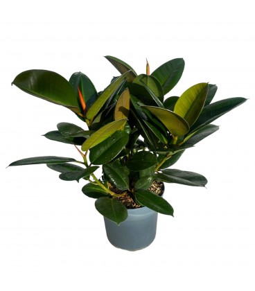 Ficus El Robusta pot de 17