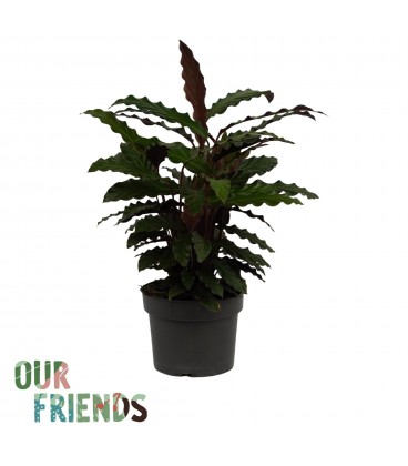Calathea Ruf Ø 19 h 70