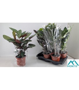 Plantes verte mix Ø 17