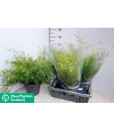 Asparagus sprengeri Ø 23