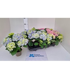 Hortensia ov Ø 11