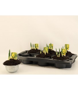 Narcisse ta geran Ø 15