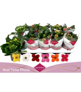 Kalanchoe mix 6 coul Ø 10.5