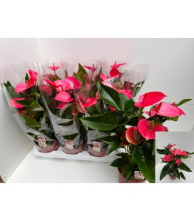Anthurium Melito Ø 17