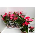 Anthurium Melito Ø 17
