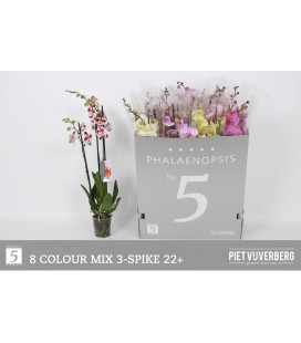 Phalaeno mix Ø 12 70 cm 3b