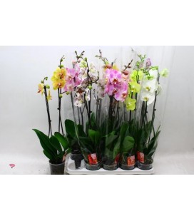 Phalaeno mix 6 coul 75 cm Ø 12 2 b