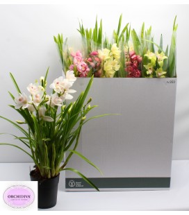 Cymbidium mix Ø 14 h 70 4 b
