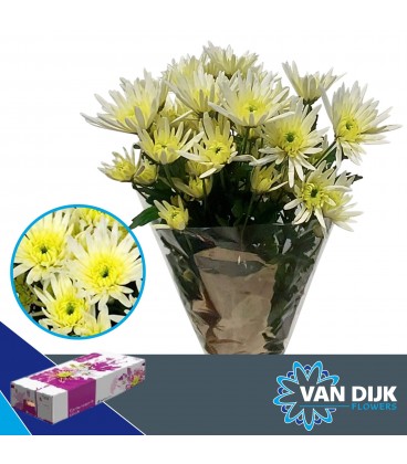 Chrysantheme Delian White