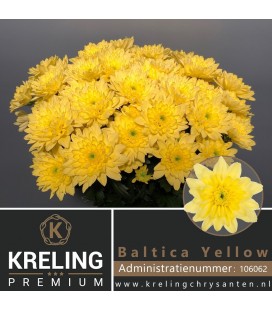 Chrysantheme Baltica Yellow 70 cm