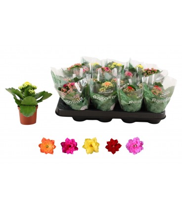 Kalanchoe pot de 06 mix