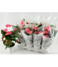 Anthurium Pink Champi Ø 14