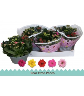 Kalanchoe Coupe de 23 Carnaval 