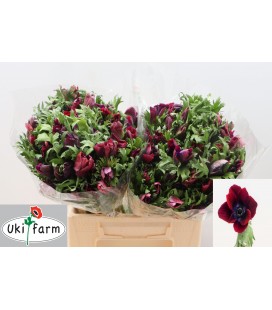 Anemone co Galib rouge