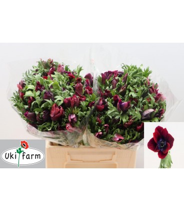 Anemone co Galib Bordeaux 