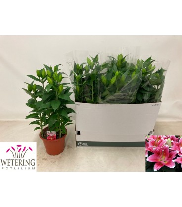 Lys or Sunny Robyn pot de 19