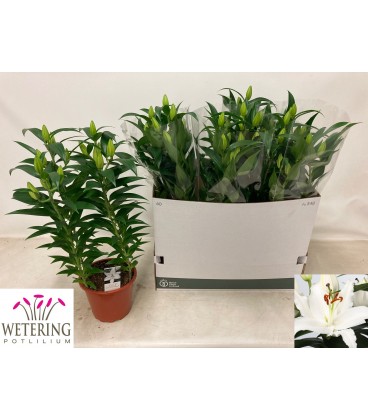 Lys sun Bahamas Ø 19