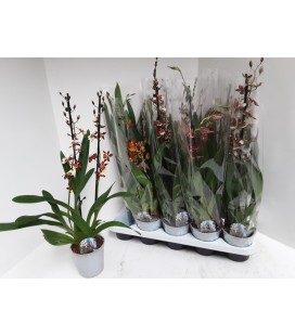 Cambria mélange Ø 12