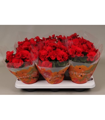 Begonia Baladin pot de 14 