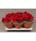 Begonia Baladin pot de 14 