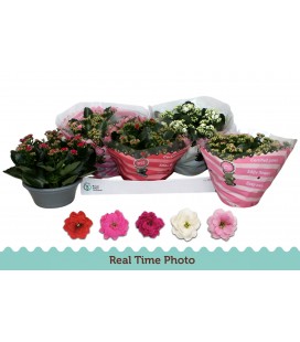 Kalanchoe coupe 23 cm diff coul