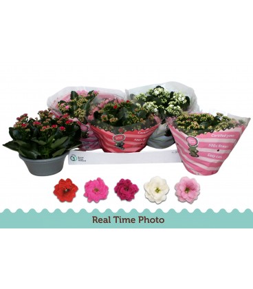 Kalanchoe coupe 23 cm diff coul