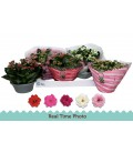 Kalanchoe coupe 23 cm diff coul