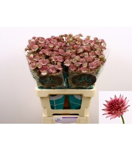 Astransia Roma 60 cm