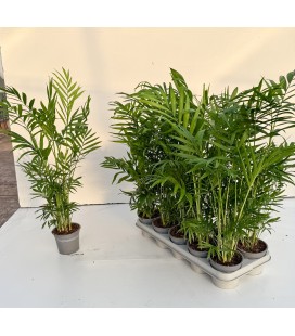 Chamaedora elegans Ø 12