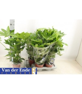 Fatsia mix pot de 17 h 70