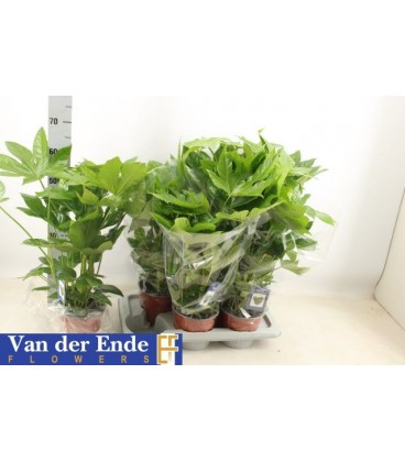 Fatsia mix pot de 23