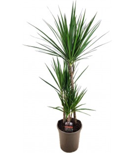 Dracaena Marginata pot de 21 H 100