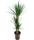 Dracaena Marginata pot de 24 H150 c