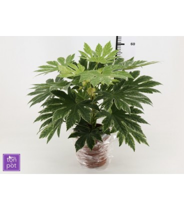 Fatsia variegata pot de 17 H 60 cm