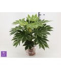 Fatsia variegata pot de 21 H 60 cm