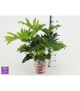 Philo Over pot de 21 h 70