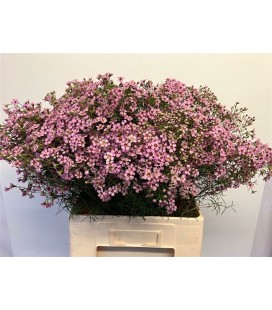 Wax Jupiter sol 70 cm