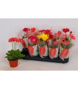 Germini pot de 12 colorgame