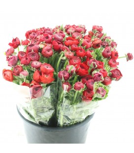Renoncule red 45 CM