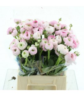 Renoncule Confetto 35 cm