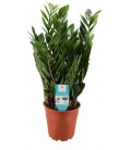 Zamioculcas pot de 17 H 60