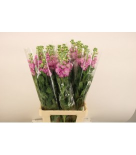 Giroflée iron Deep pink 75 cm