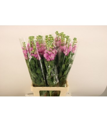 Giroflée iron Deep pink 70 cm