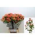 Hypericum Royal Princesse 70 cm x25