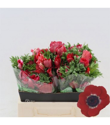 Anemone Galil rouge 