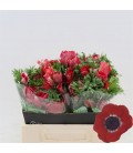 Anemone Galil rouge 35 cm