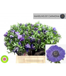 Anemone Co Mis +D Blue 40 cm