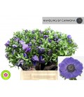 Anemone Co Mis +D Blue 45 cm